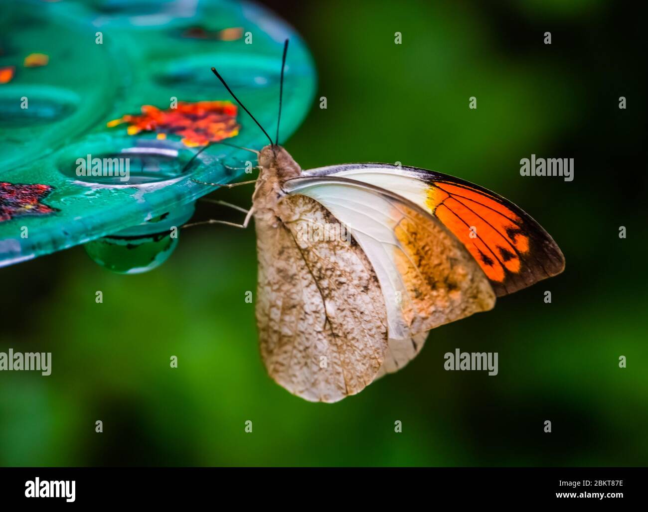 Vista lateral de una mariposa gigante de punta naranja, hermosa especie de insecto tropical de Asia Foto de stock