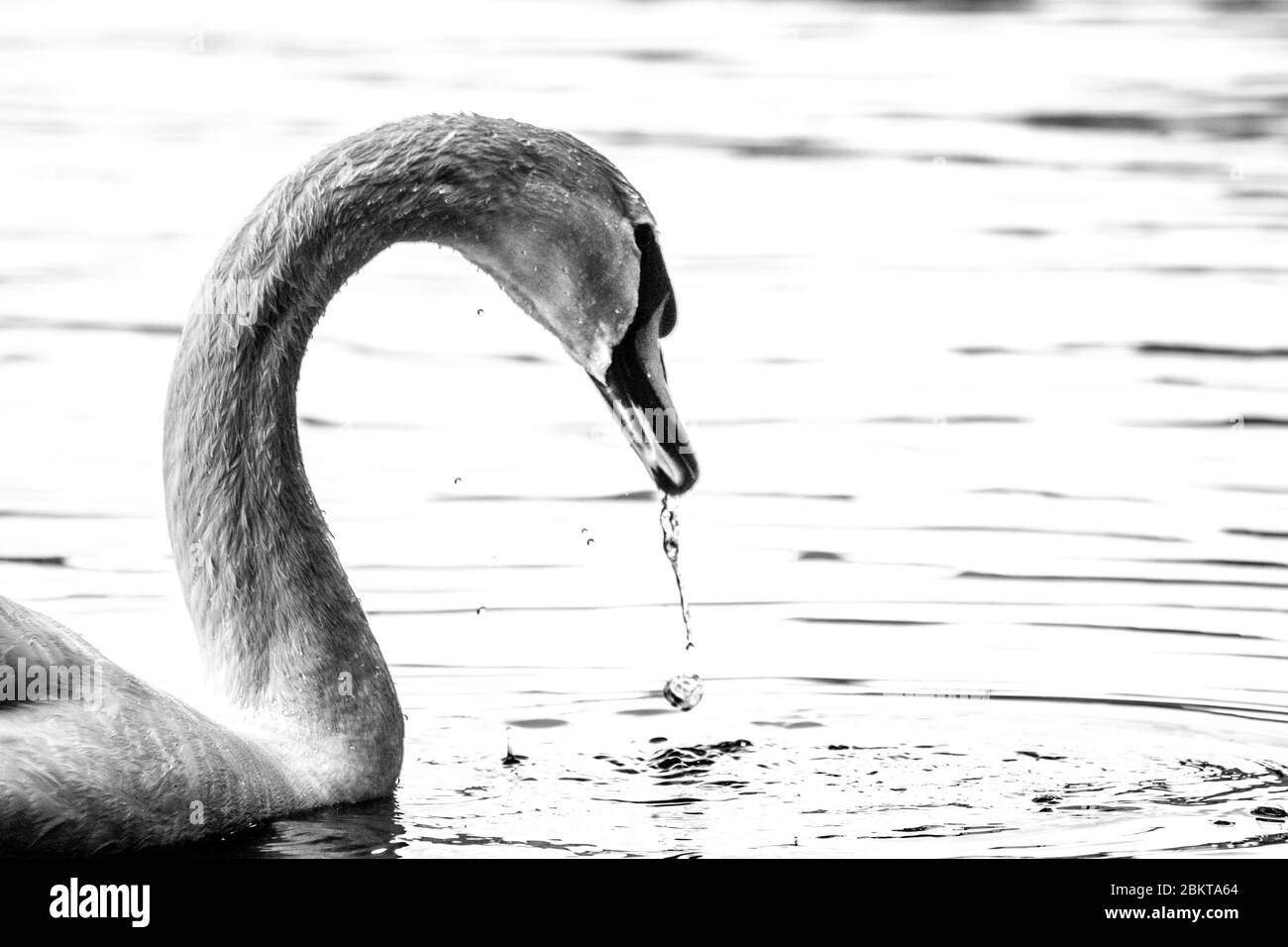 Imagen en blanco y negro de un cisne Foto de stock