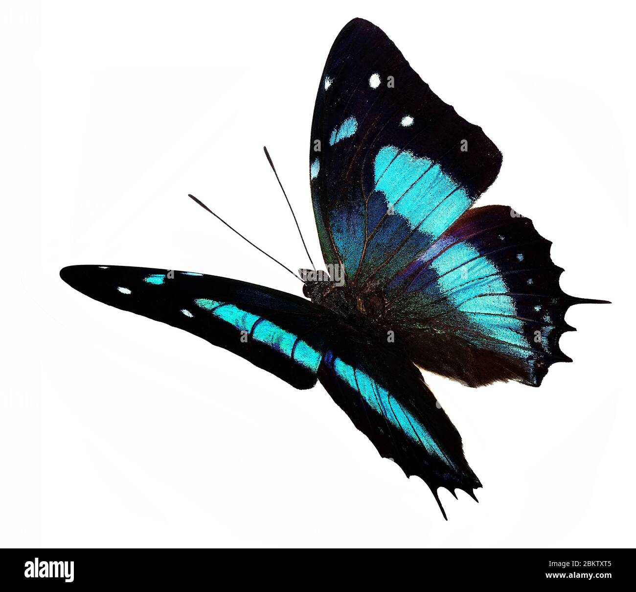 Mariposa negra y azul (Baeotus aeilus) en vuelo aislada sobre fondo blanco Foto de stock
