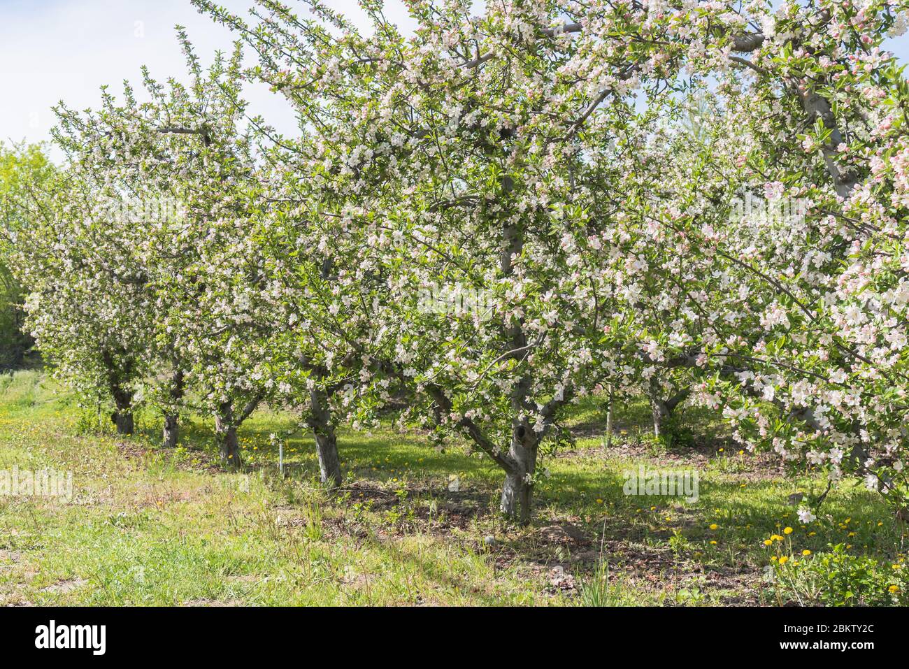 Los árboles de manzana de Orchard florecen en mayo en el valle de Okanagan Foto de stock