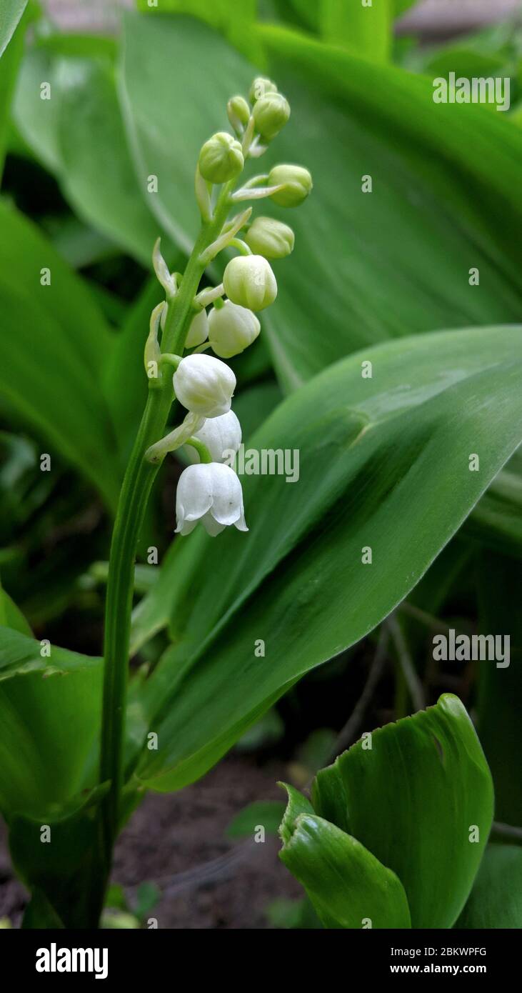 Lirio del valle (Convallaria majalis) con flores blancas endulcemente  perfumadas, pendent, en forma de campana en un jardín holandés. Familia  Amaryllis Amaryllidaceae Fotografía de stock - Alamy