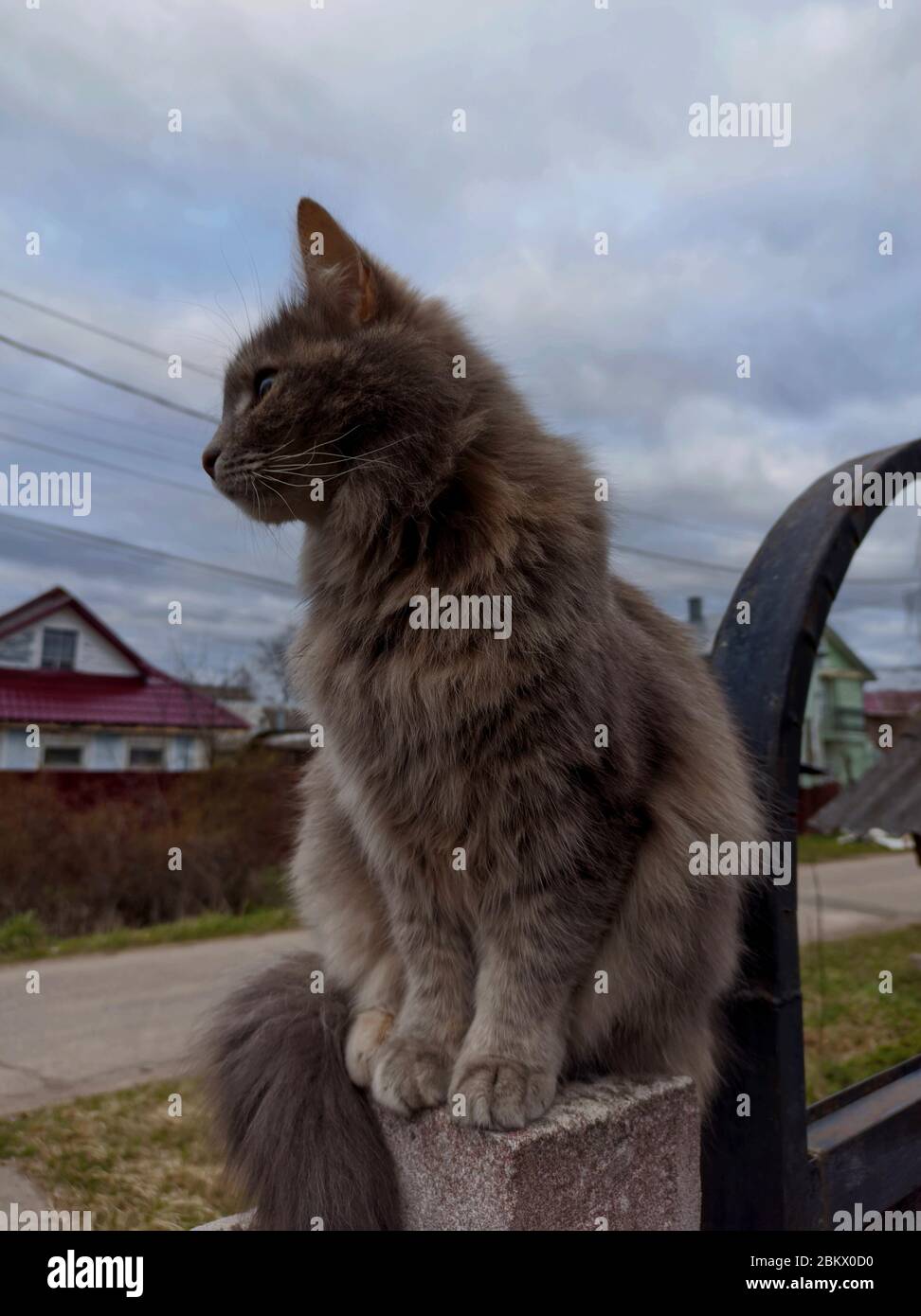 Un gato pubred se sienta en un banco en una casa de campo, mascota esponjosa, ojos de gato, libertad para el animal, banner, primer plano, copiar espacio, mamífero. Foto de stock
