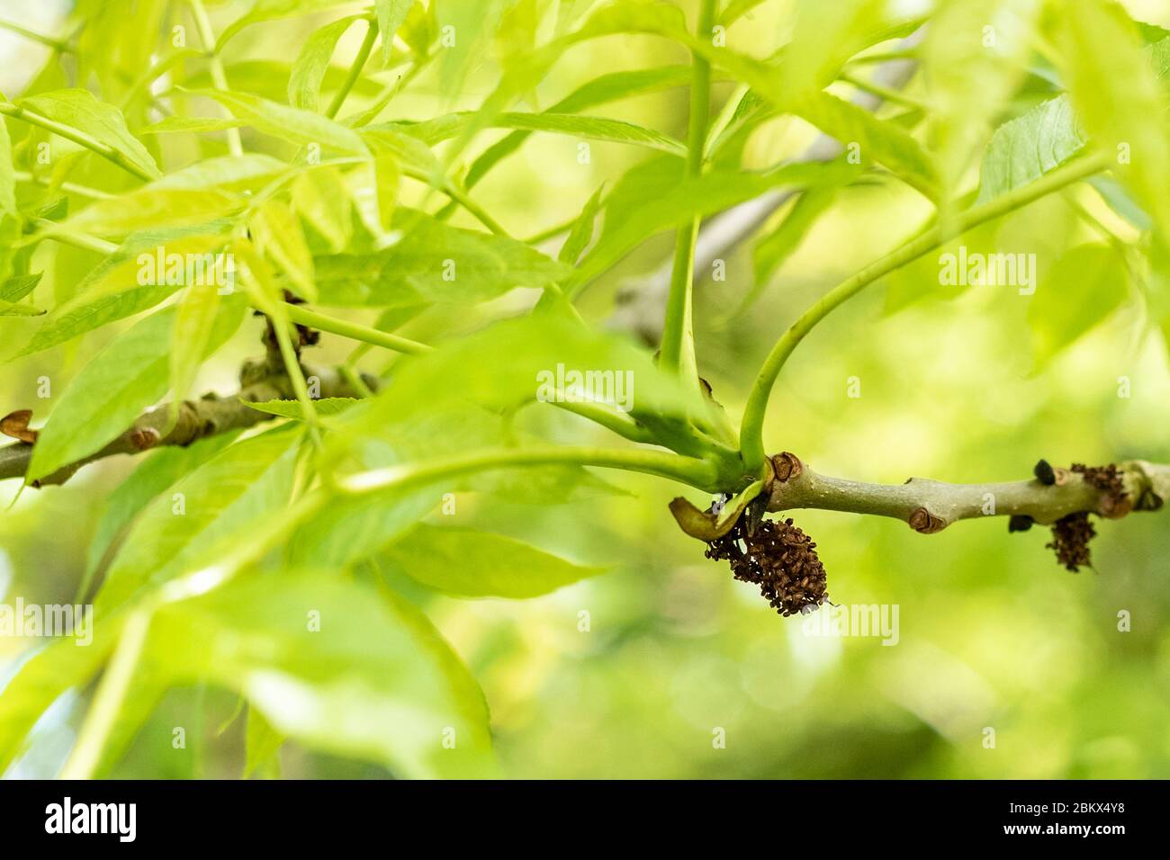 Hojas y rama de Ash común árbol - Fraxinus - mostrando galls de flores estaminadas probablemente causadas por el ácaro eriophyid que parecen no dañar la salud de Foto de stock