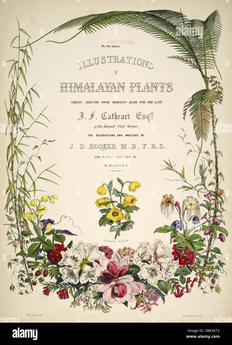 Ilustraciones de plantas del Himalaya Foto de stock