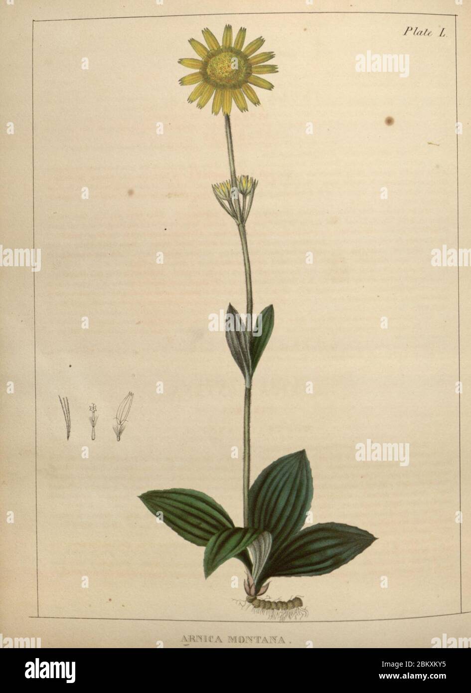 Ilustraciones de botánica médica (Placa L) Foto de stock