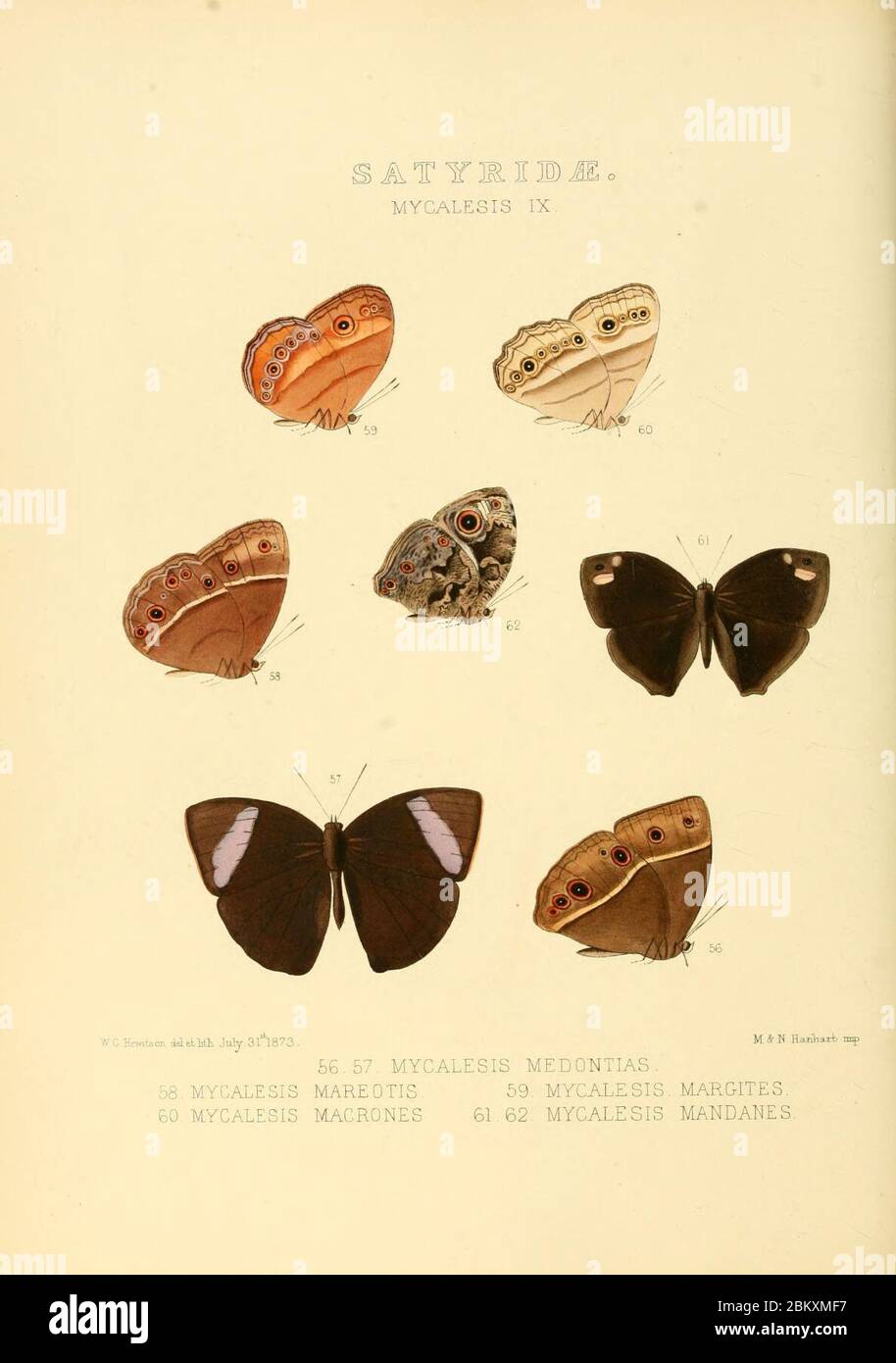 Ilustraciones de nuevas especies de mariposas exóticas Mycalesis IX Foto de stock