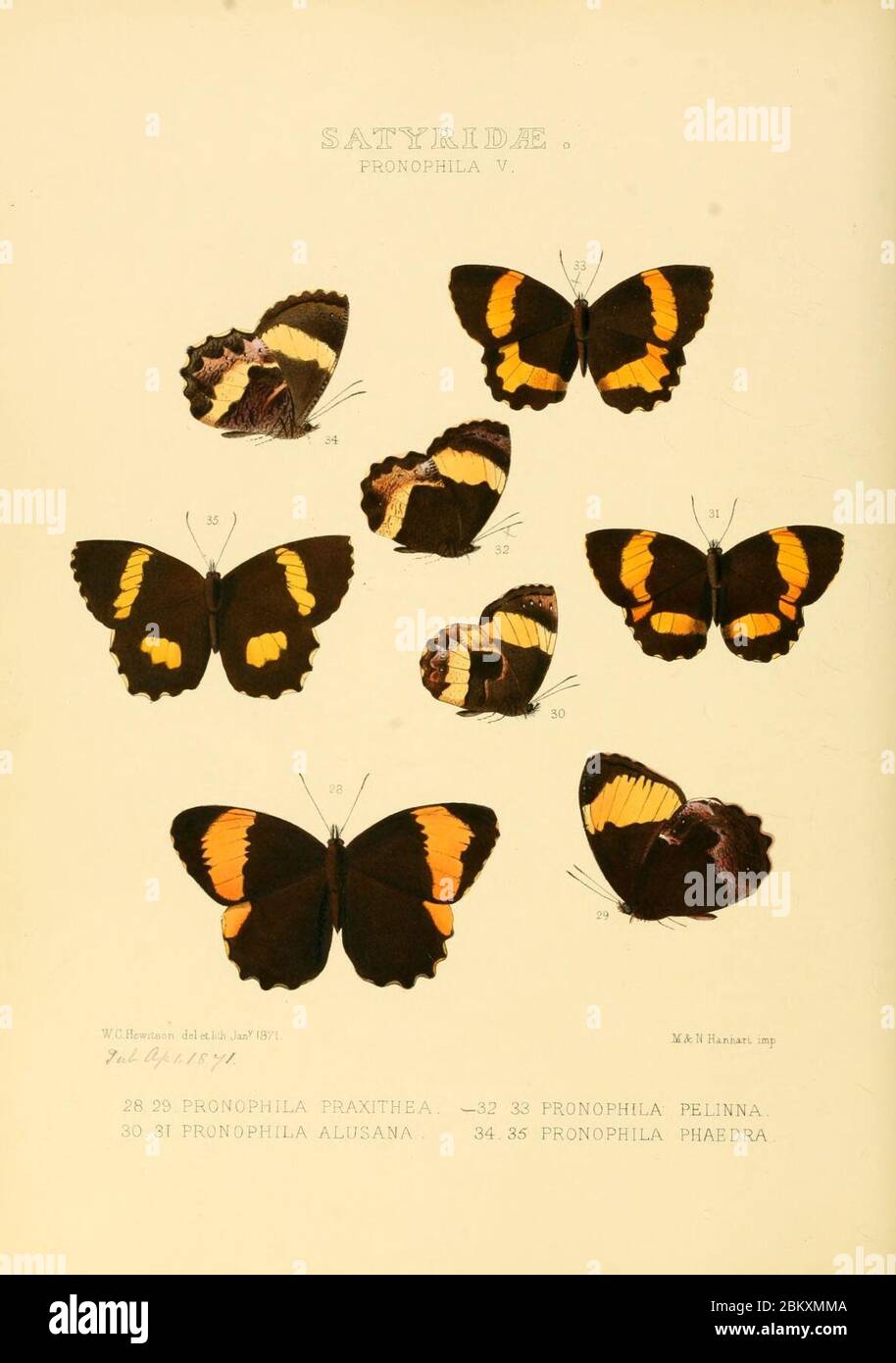Ilustraciones de nuevas especies de mariposas exóticas Pronophila V. Foto de stock