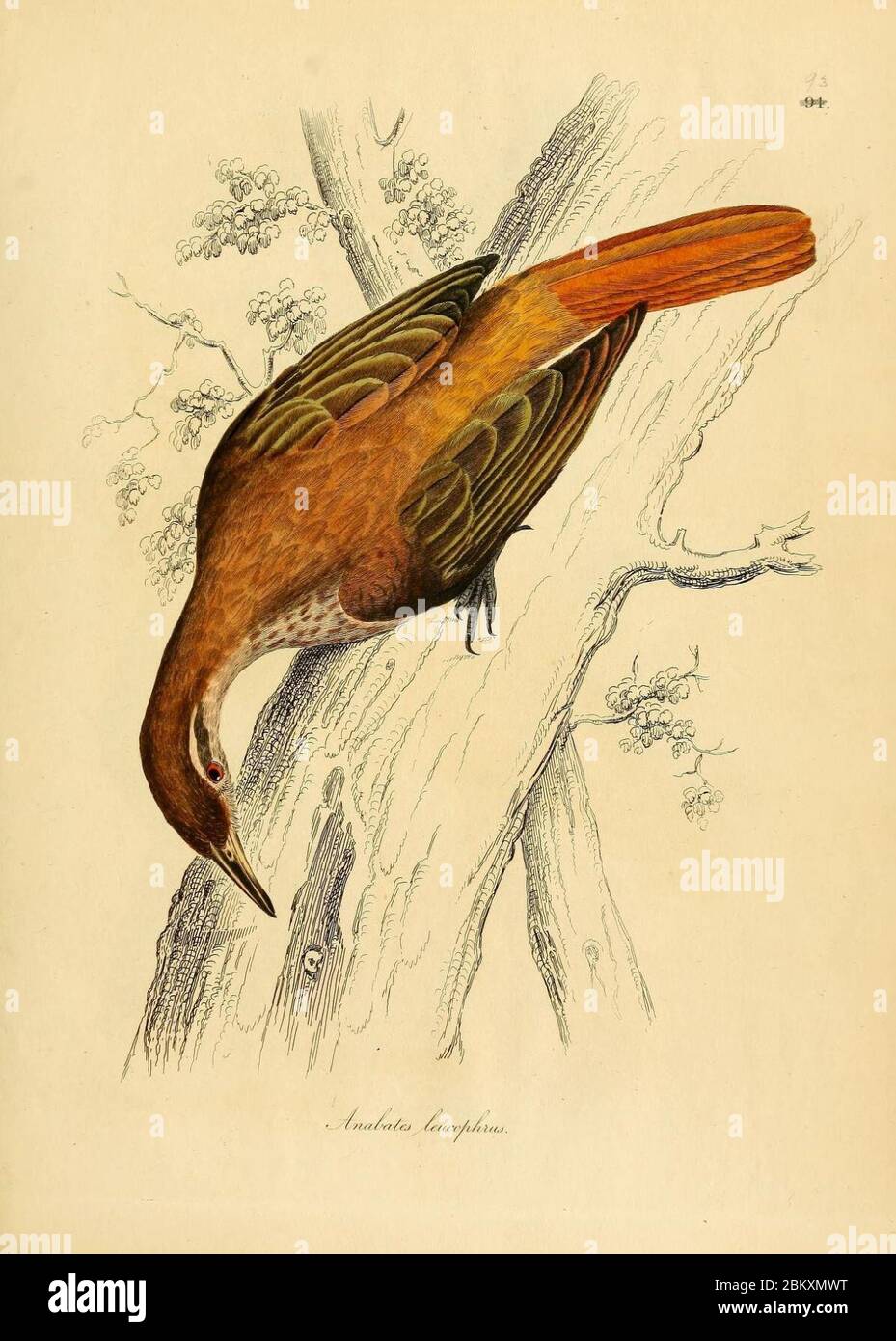 Ilustraciones de ornitología (placa de color 93) (7748031174). Foto de stock