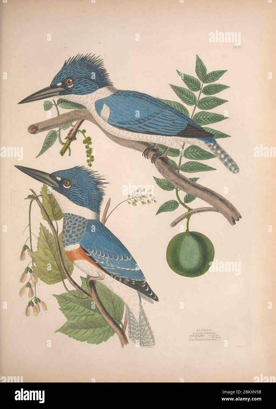 Las ilustraciones de la ornitología americana de Alexander Wilson y Charles Luciano Bonaparte (Placa LXII) Foto de stock