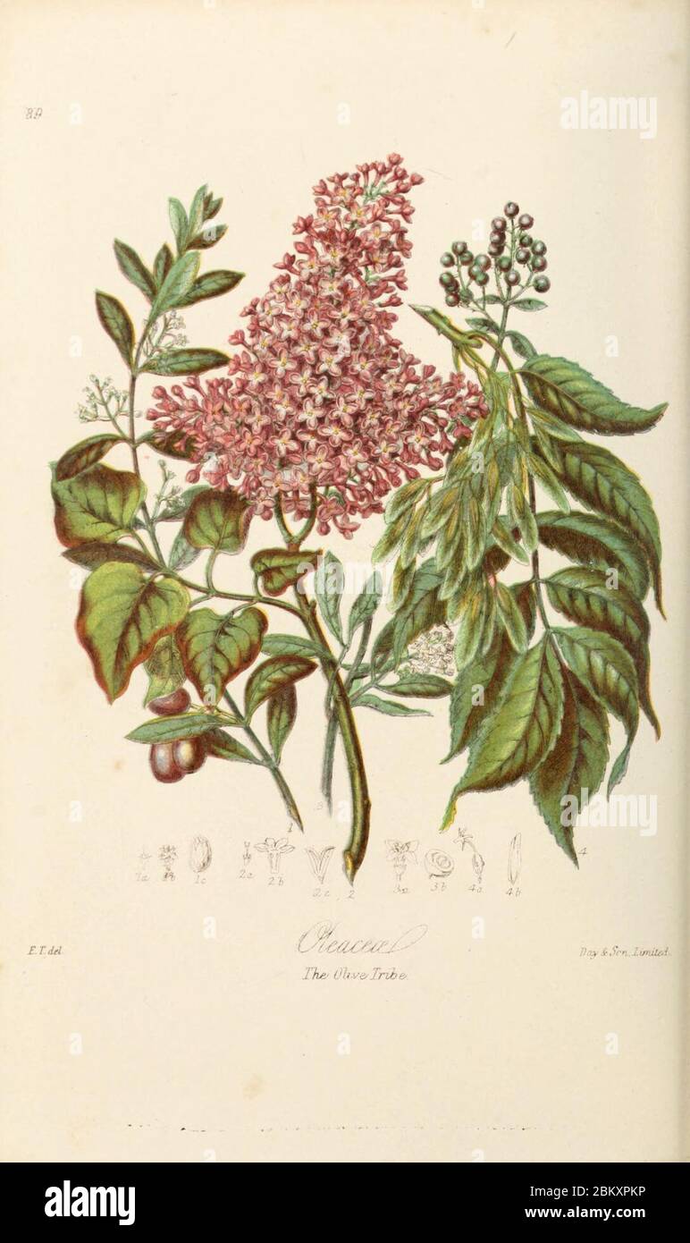 Ilustraciones de los órdenes naturales de plantas con grupos y descripciones (Plato 89) Foto de stock