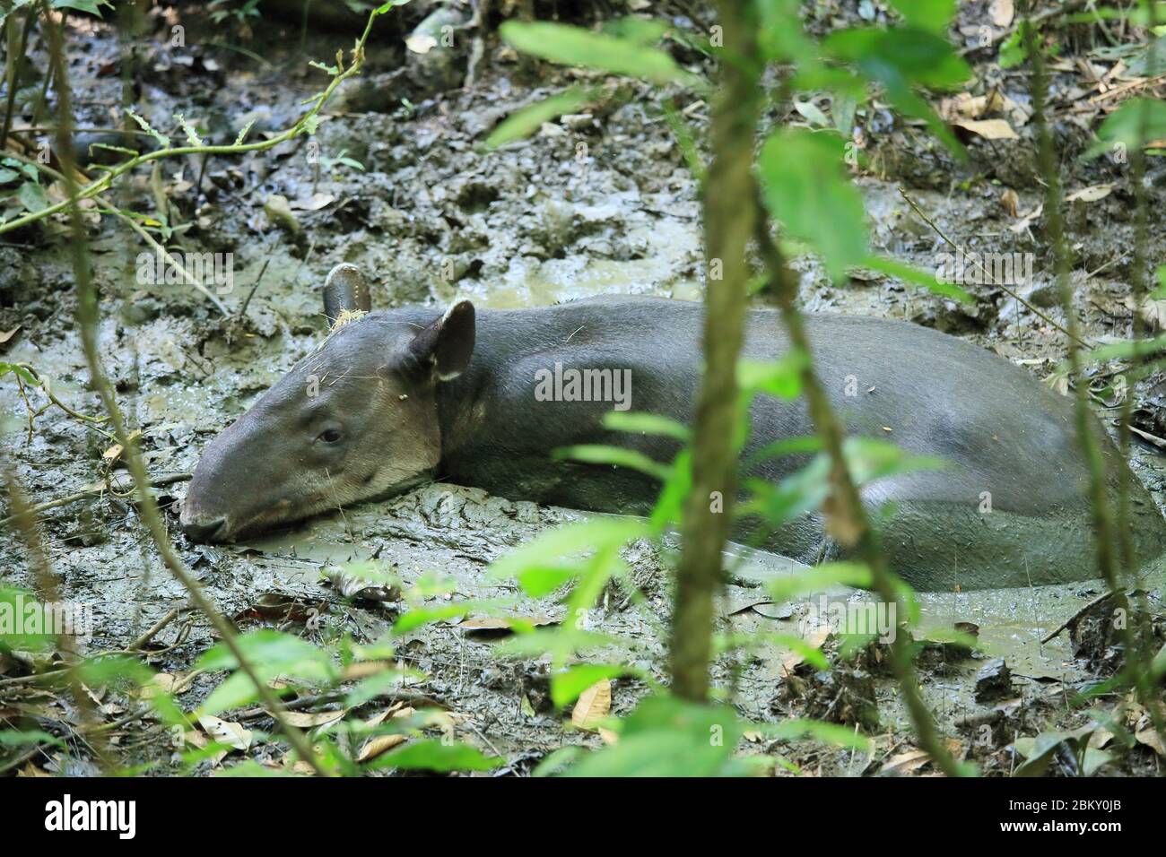 Tapir de Baird (Tapirus bairdii) descansando en el barro de un arroyo de selva semi-seca. Estación de Guardaparques Sirena, Parque Nacional Corcovado, Osa, Costa Rica Foto de stock
