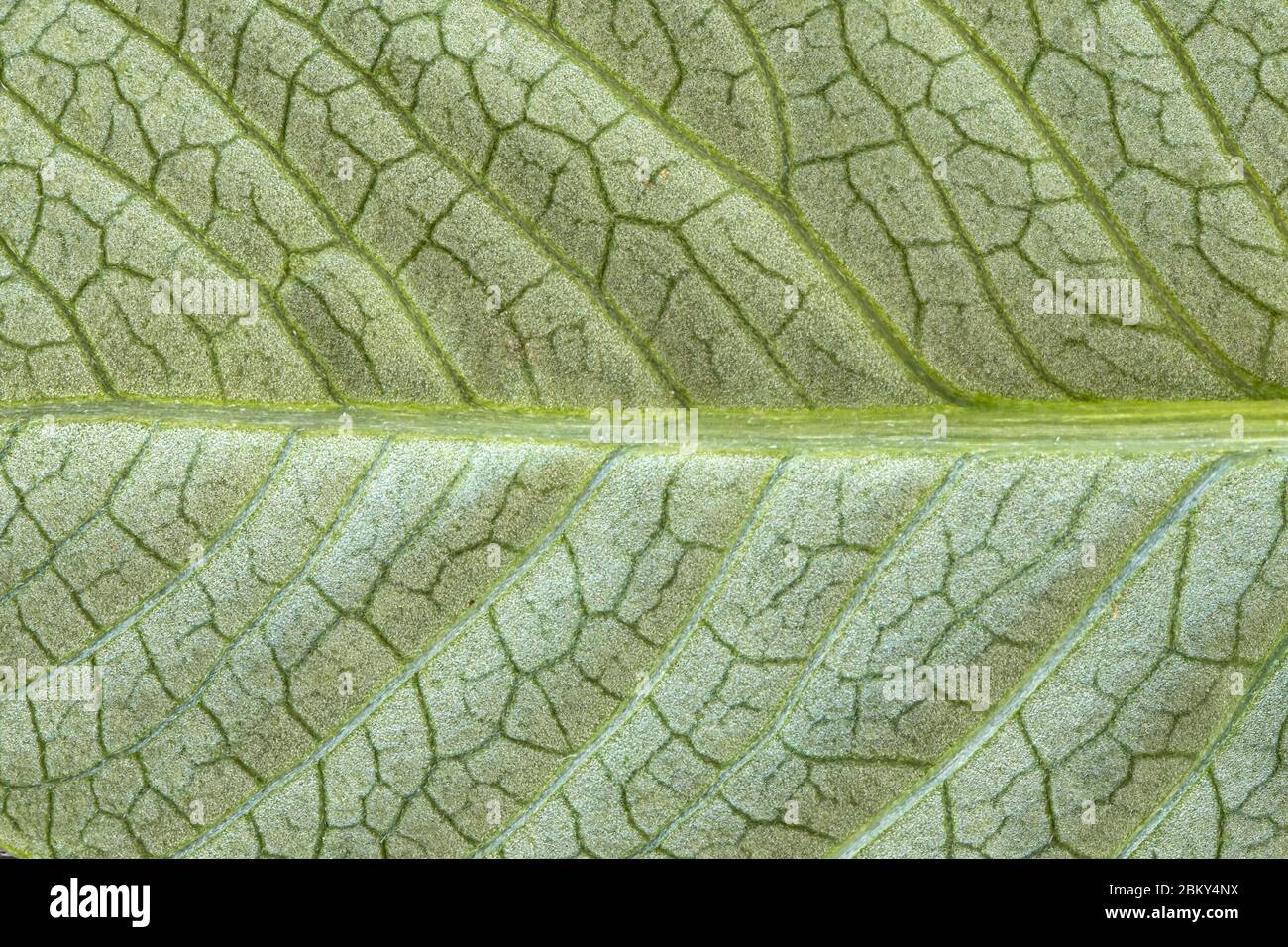 Imagen muy detallada de la textura de la hoja verde, fondo Foto de stock