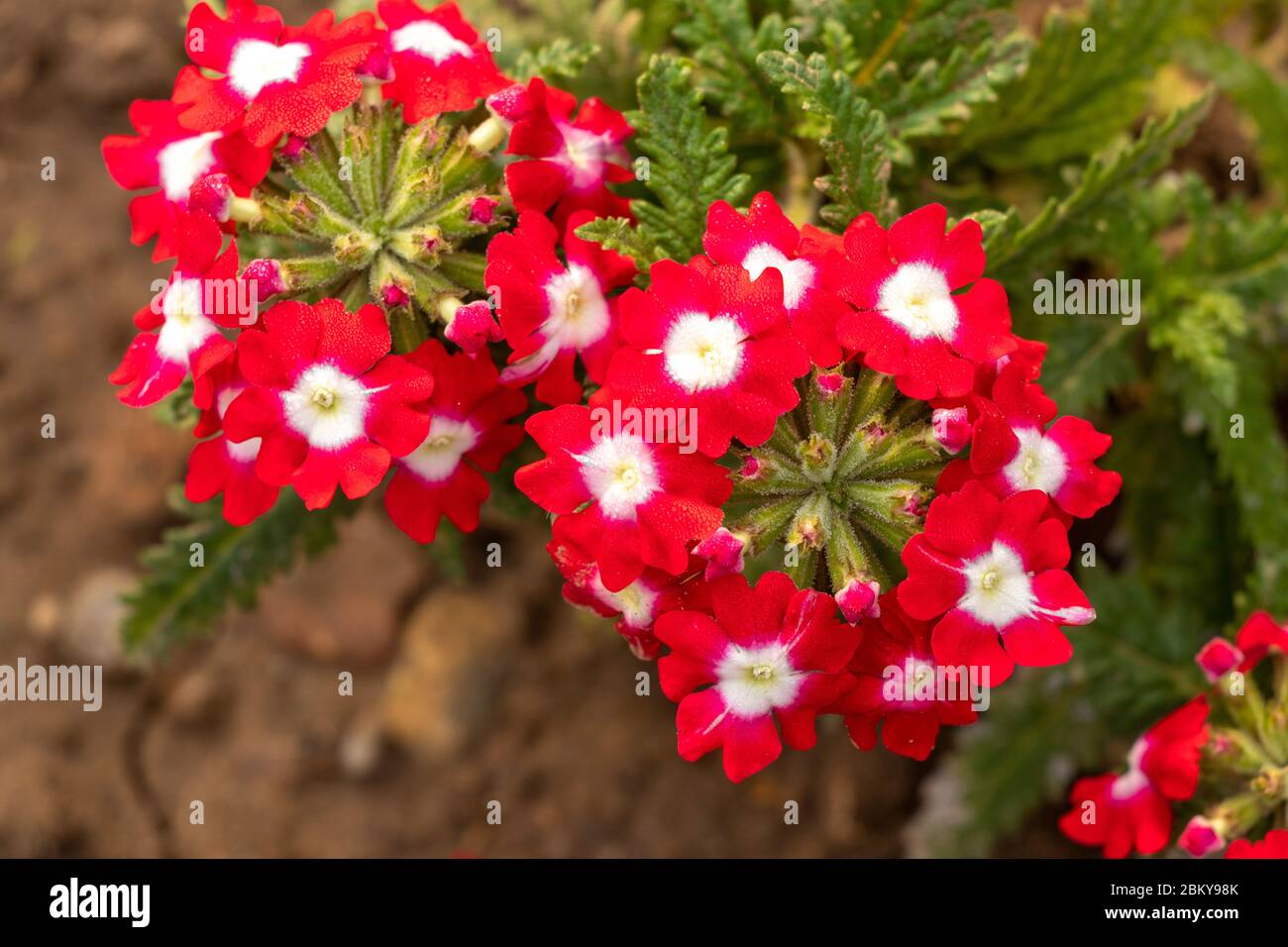 Flor roja y blanca de la planta de verbena, flor hermosa de verbena en la  planta de verbena Fotografía de stock - Alamy