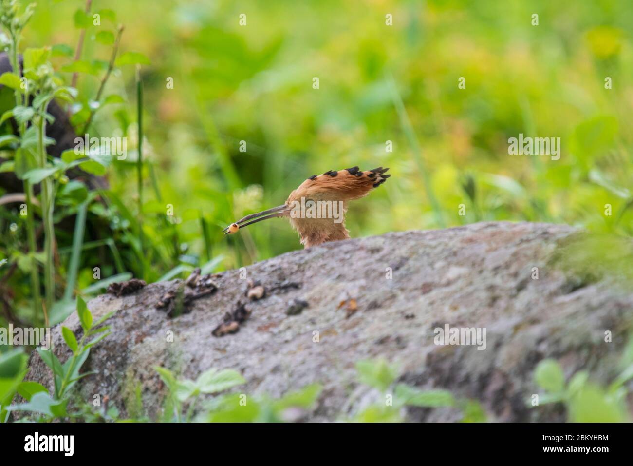 Un pájaro de hoopoe con comida en su cuenta Foto de stock