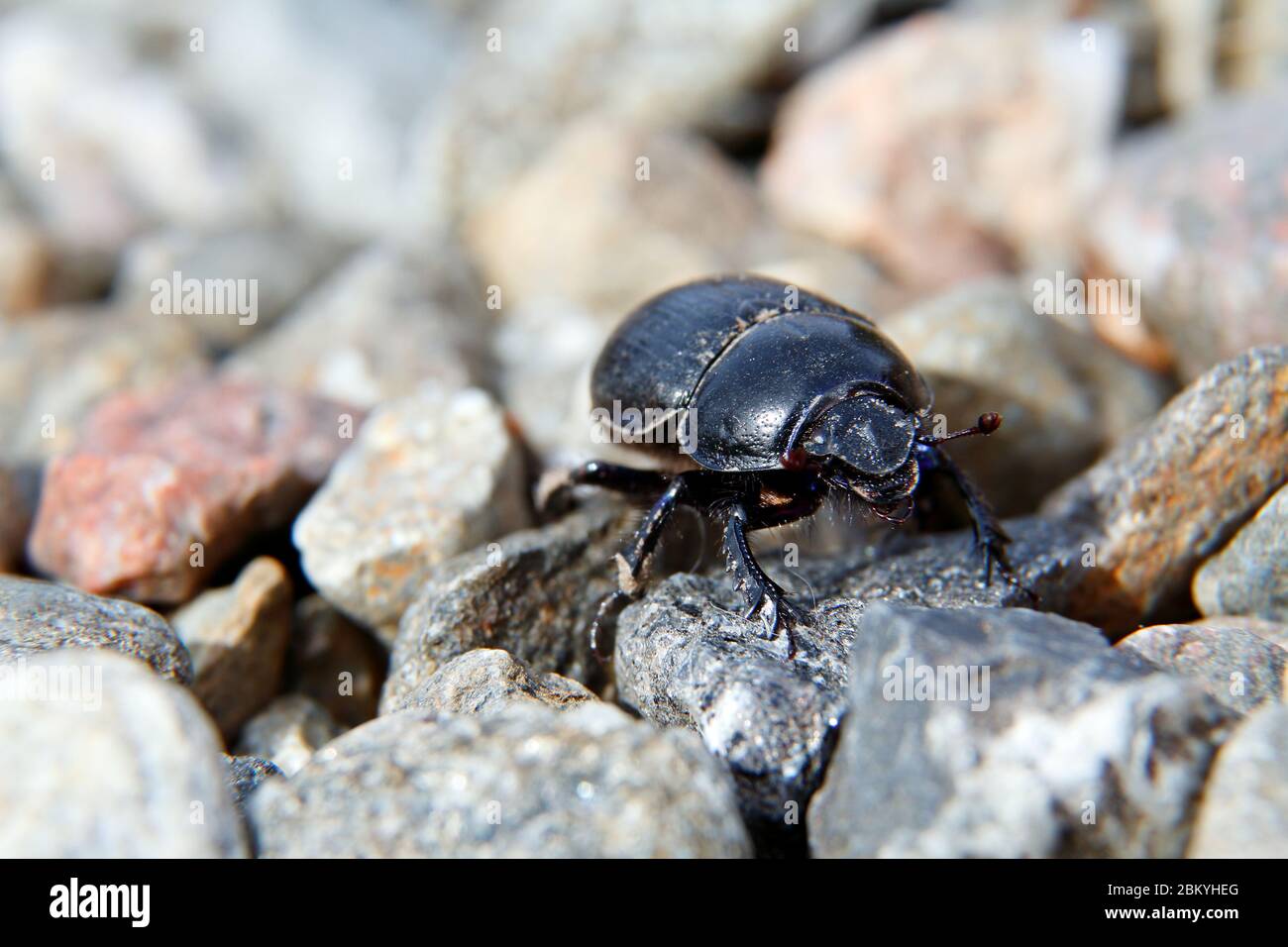 Un escarabajo de estiércol arrastrándose sobre pequeñas piedras grises bajo la luz del sol Foto de stock
