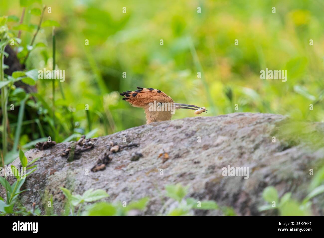 Un pájaro de hoopoe con comida en su cuenta Foto de stock