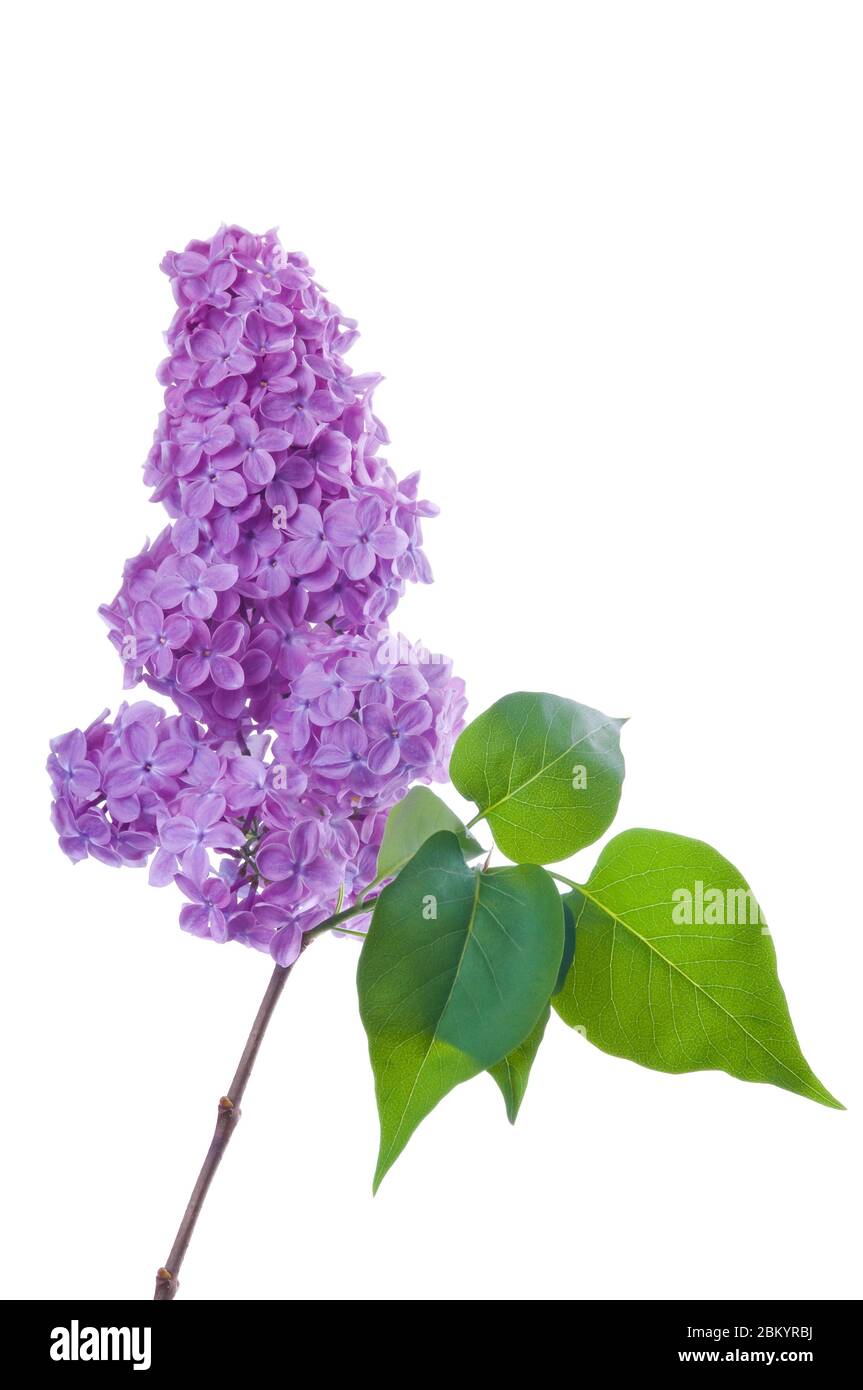 Rama lila púrpura sobre blanco. Ramo de flores frescas de lila violeta en flor aisladas sobre fondo blanco. Disparo de estudio. Foto de stock