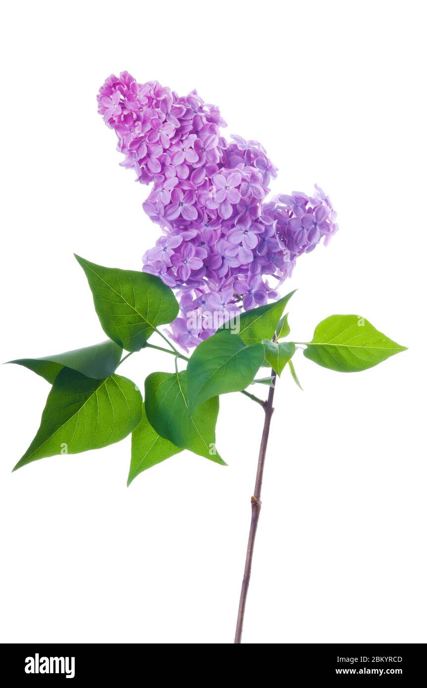 Rama lila púrpura sobre blanco. Ramo de flores frescas de lila violeta en flor aisladas sobre fondo blanco. Disparo de estudio. Foto de stock