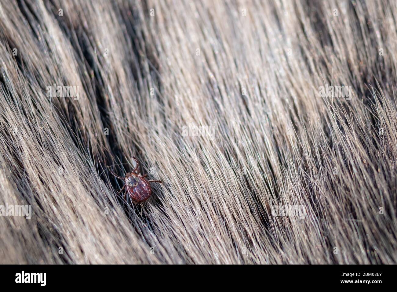 Primer plano de garrapata americana de perro rastreando piel animal. Estos arácnidos son los más activos en primavera y pueden ser carreras de la enfermedad de Lyme o encefalitis. Nadie Foto de stock
