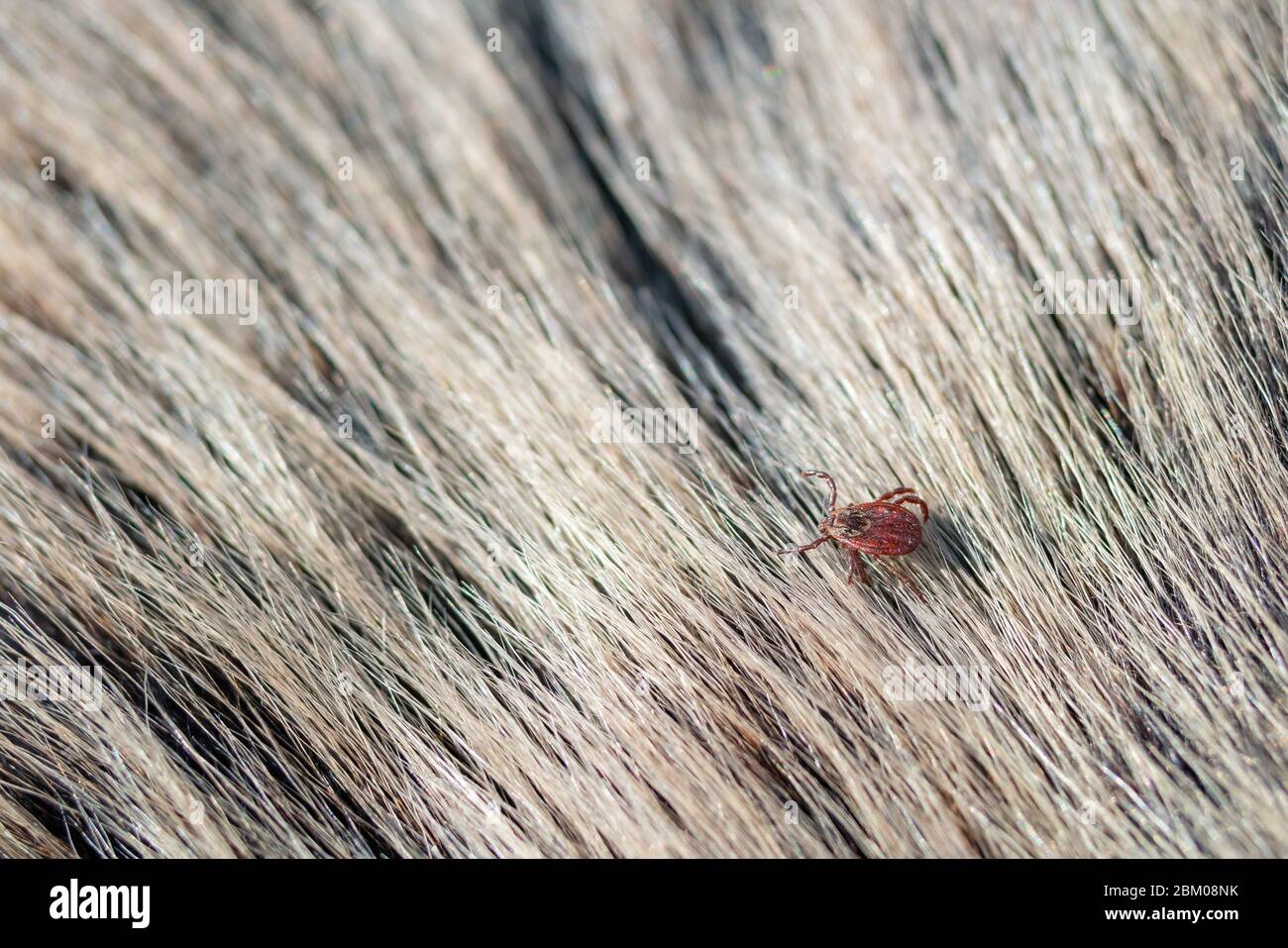 Primer plano de garrapata americana de perro rastreando piel animal. Estos arácnidos son los más activos en primavera y pueden ser carreras de la enfermedad de Lyme o encefalitis. Nadie Foto de stock
