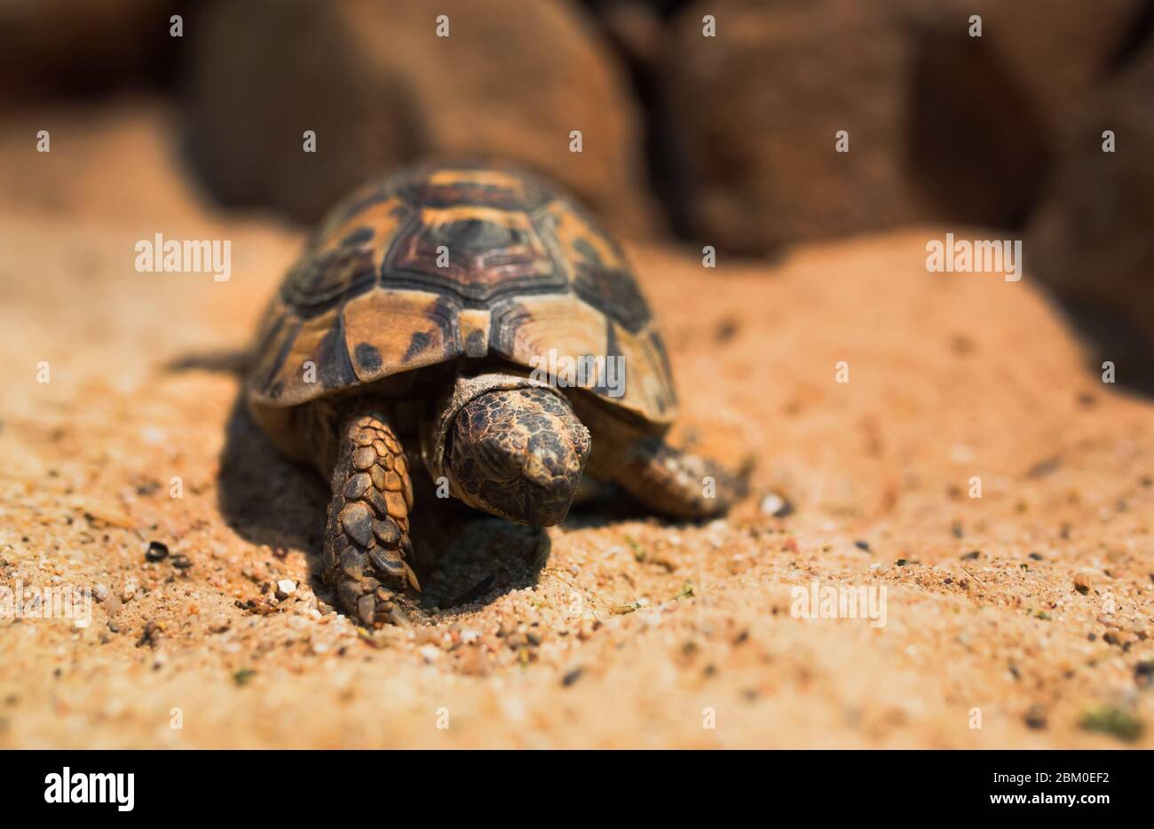 Primer plano Macro sea tortuga arrastrada en la arena , primer plano de la tortuga de Loggerhead, Caretta caretta , tortuga Galápagos Gran tortuga , Beach animal i Foto de stock