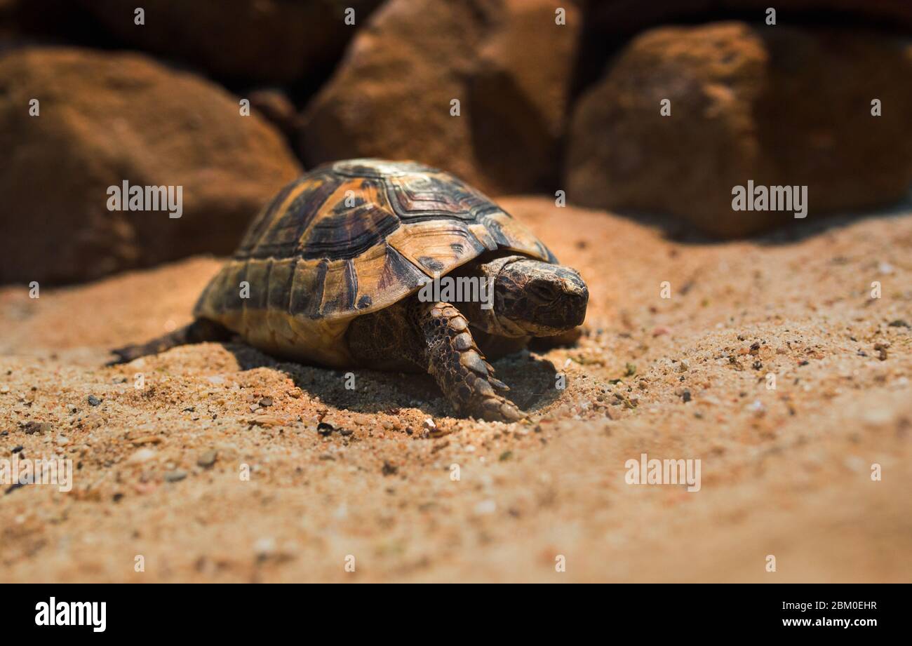 Primer plano Macro sea tortuga arrastrada en la arena , primer plano de la tortuga de Loggerhead, Caretta caretta , tortuga Galápagos Gran tortuga , Beach animal i Foto de stock