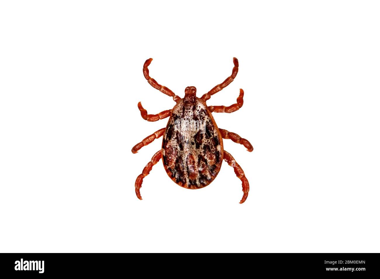 Garrapata aislada sobre fondo blanco. Tick es el nombre común de los pequeños arácnidos en la superfamilia Ixoidea que, junto con otros ácaros, constituyen Foto de stock