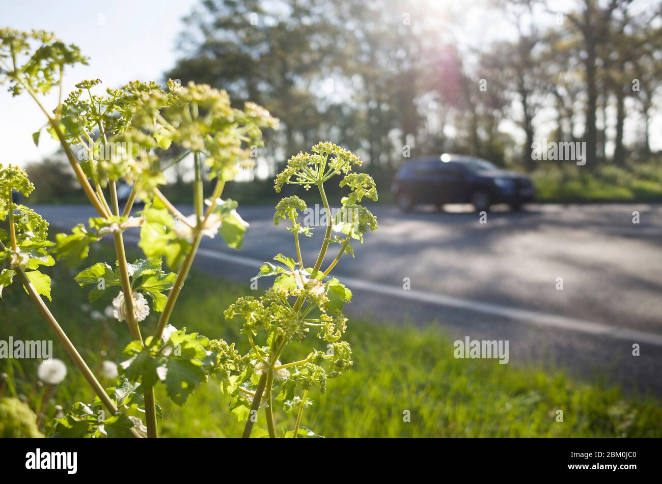 De cerca de profundidad de campo poco profunda de la carretera británica de la maleza de monstruo Hemlock con el coche borrosa en el fondo a contraluz por el sol. Foto de stock