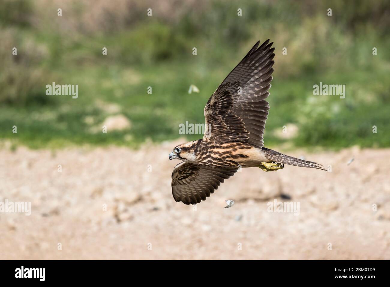 Lanner falcon (Falco biarmicus) inmaduro en vuelo, parque transfronterizo Kgalagadi, Sudáfrica Foto de stock