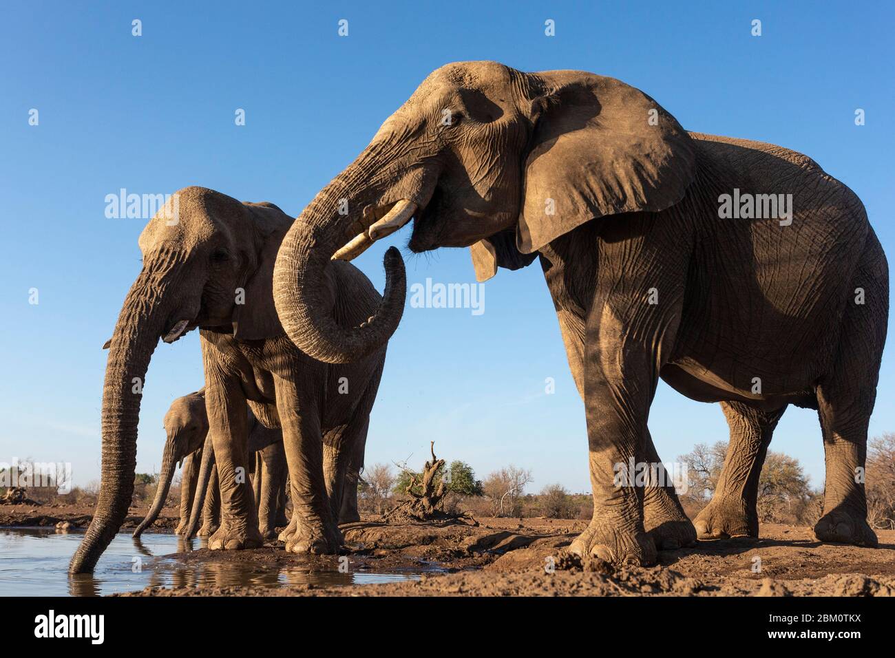 Elefantes (Loxodonta africana) en el agua, Mashatu reserva de caza, Botswana Foto de stock