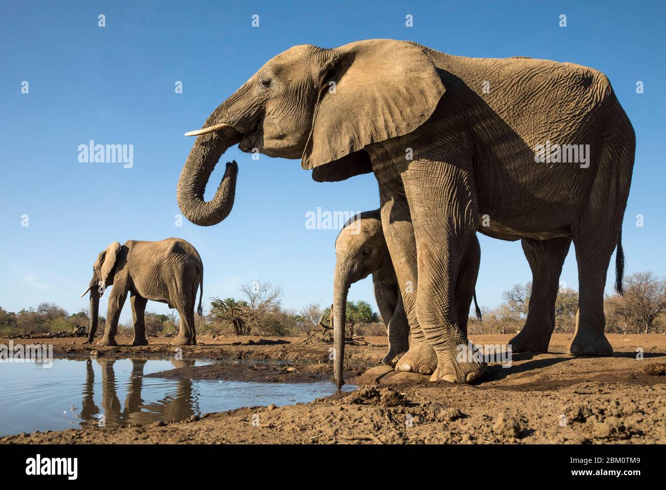 Elefantes (Loxodonta africana) en el agua, Mashatu reserva de caza, Botswana Foto de stock