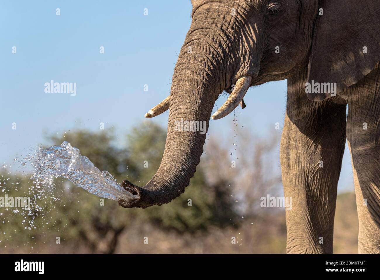 Elefante (Loxodonta africana) en el agua, Mashatu reserva de caza, Botswana Foto de stock