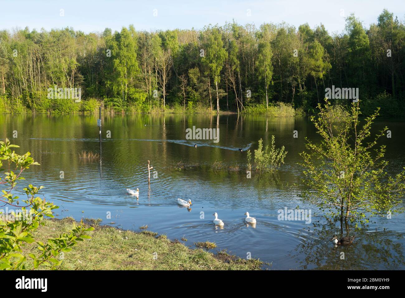 Wildfowl en el estanque en el parque James Steel, Washington, Tyne and Wear, Inglaterra, Reino Unido Foto de stock