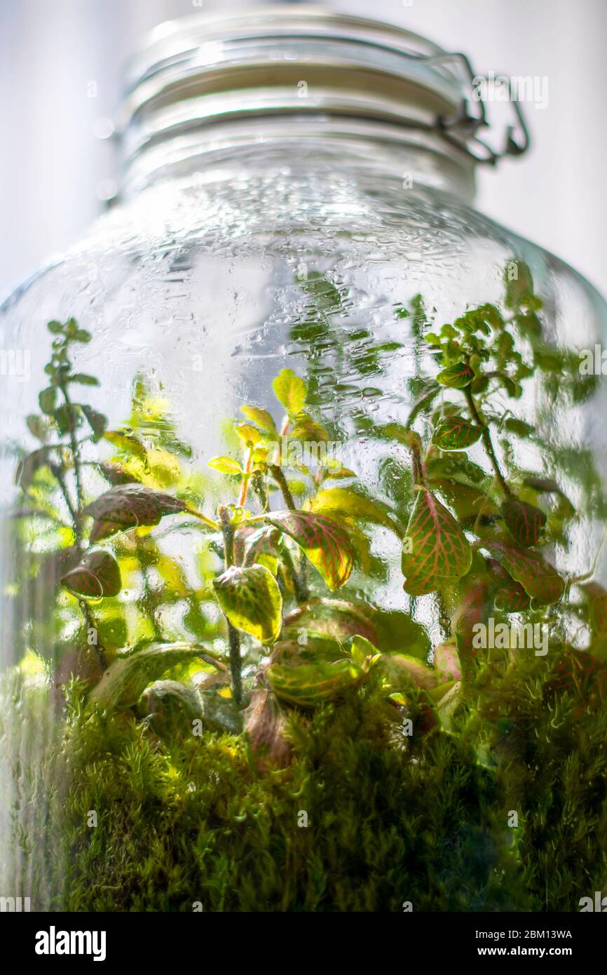 Plantas en una botella de vidrio cerrada. Frasco de terrario pequeño  ecosistema. La humedad se condensa en el interior del cristal. El proceso  de fotosíntesis. Gotas Fotografía de stock - Alamy