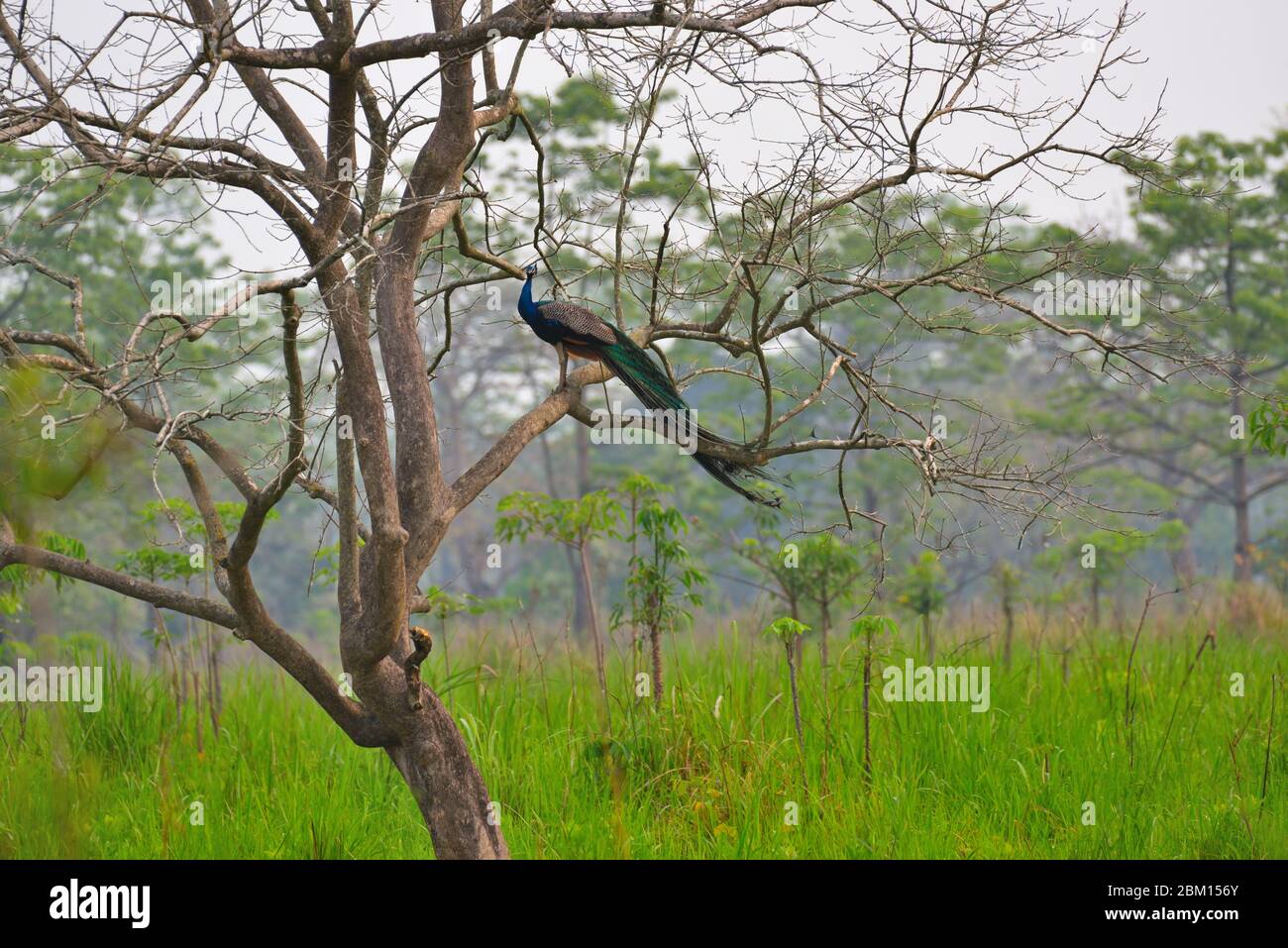 Wild Hermoso pavo real asiático, plumas coloridas que muestran una foto de stock en abanico Foto de stock