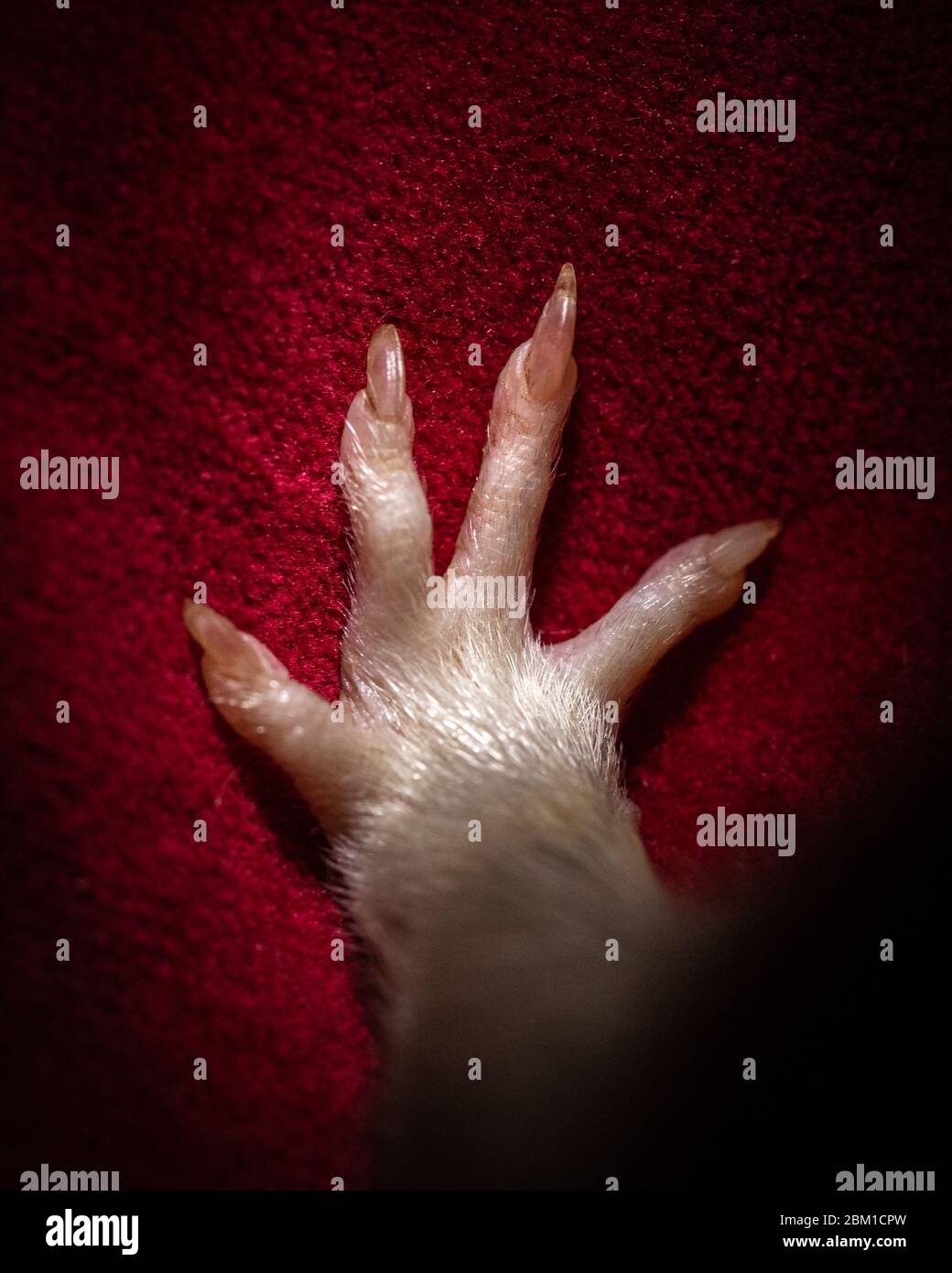 Una foto de cerca de un pie de ratas sobre un fondo de tela roja, mostrando los dedos abiertos salpicados, junto con uñas. Foto de stock