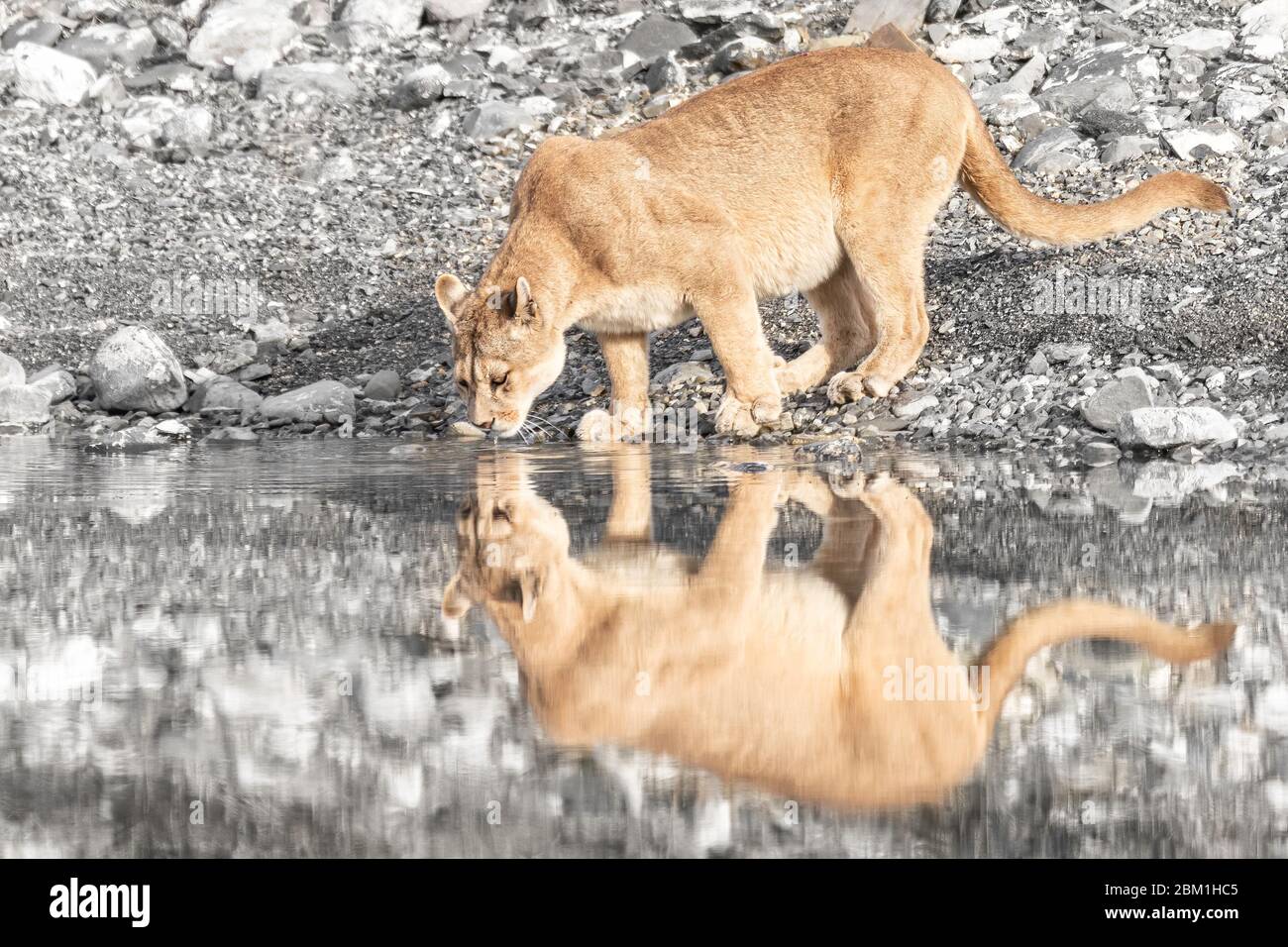 Mujer adulta soltera puma en luz brillante de sol bebiendo de un lago con  su reflejo en el agua. También se conoce como un puma o león de montaña  Fotografía de stock -