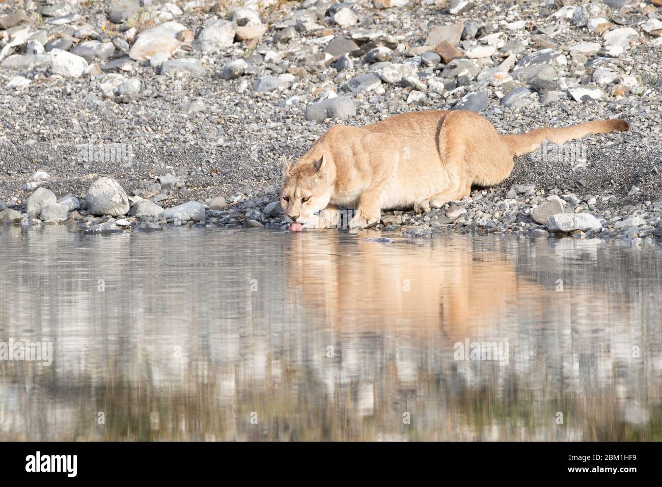 Mujer adulta soltera puma en luz brillante de sol bebiendo de un lago con  su reflejo en el agua. También se conoce como un puma o león de montaña  Fotografía de stock -