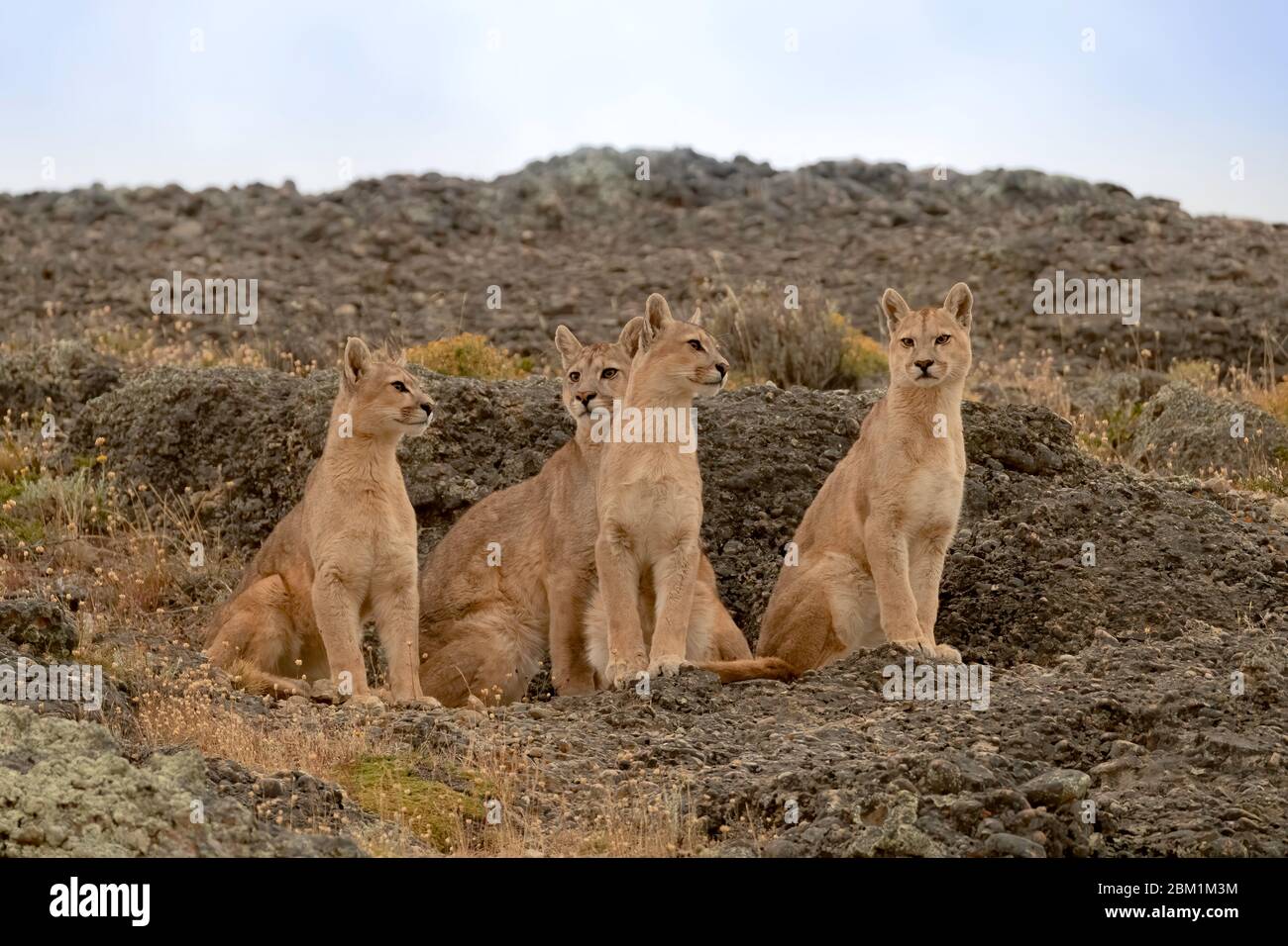 Cuatro cachorros juveniles de puma agrupados en el lado de la colina al  amanecer esperando a que su madre regrese de la caza. También se llama  pumas o leones de montaña Fotografía