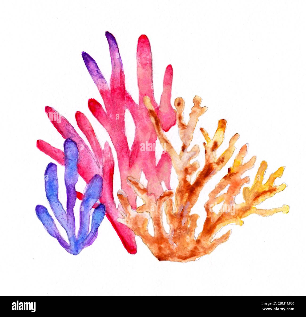 Ilustración de tres corales marinos con acuarela Fotografía de stock - Alamy