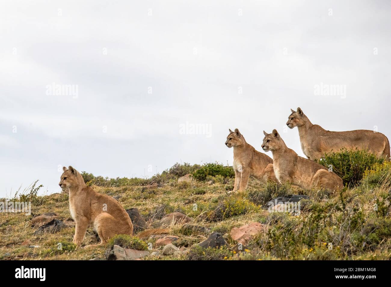 Original Periodo perioperatorio Patriótico Cuatro Pumas de la misma familia sentados en una ladera. También se conoce  como Cougars o Mountain Lions Fotografía de stock - Alamy