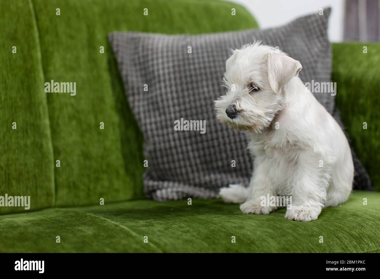 Pequeño blanco en miniatura schnauzer cachorro sentado en un sofá verde. El  perro está mirando a la cámara izquierda Fotografía de stock - Alamy