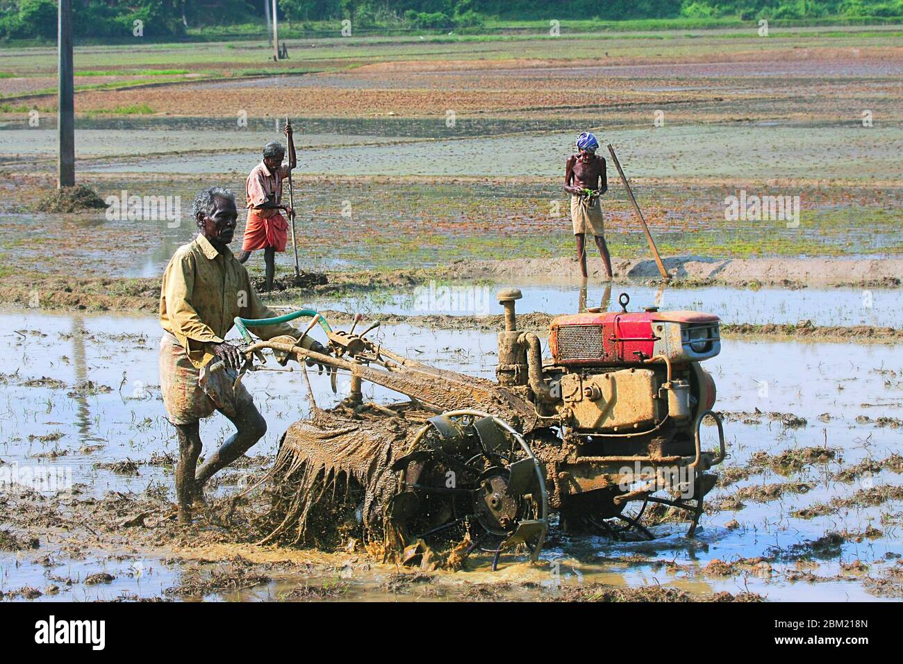 trabajadores que trabajan en los arrozales de kerala, sur de la india, asia, agricultura en la india, cultivo de arroz de kerala, pradeep subramanian Foto de stock