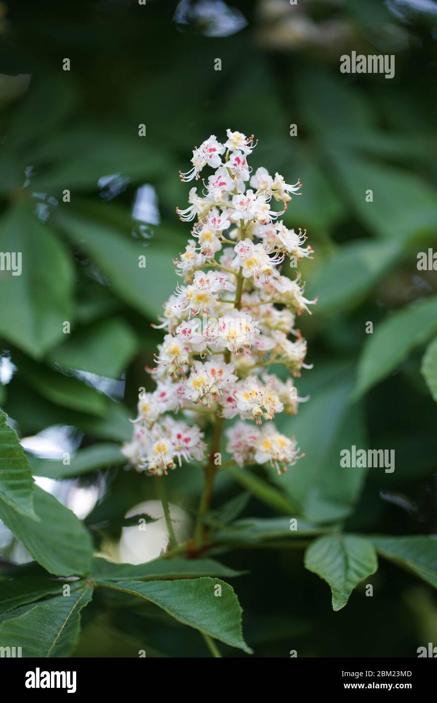 De flores hermafroditas fotografías e imágenes de alta resolución - Alamy De flores hermafroditas fotografías e imágenes de alta resolución - Alamy