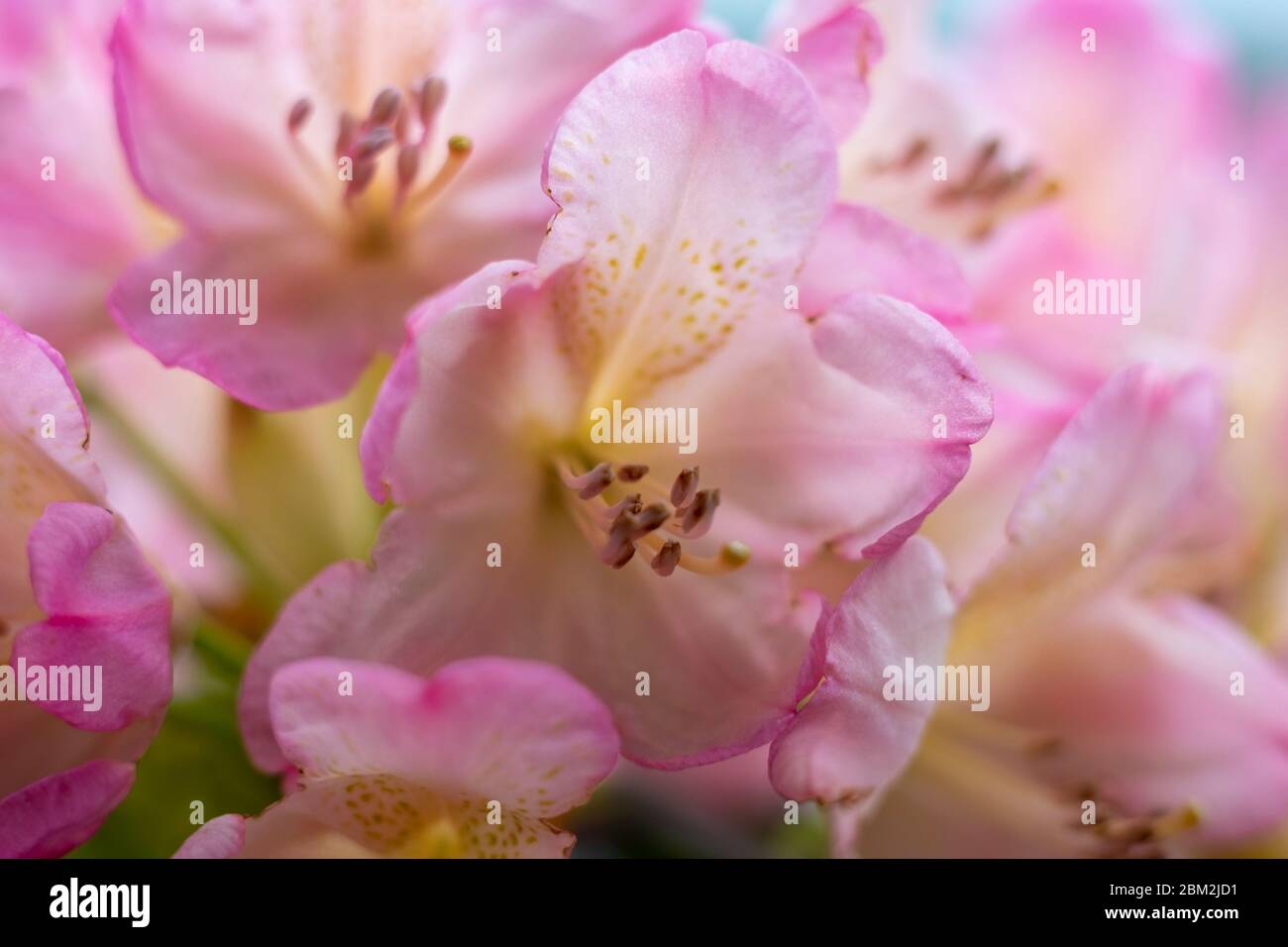 Flores rosadas de rodondendros. Enfoque suave Foto de stock