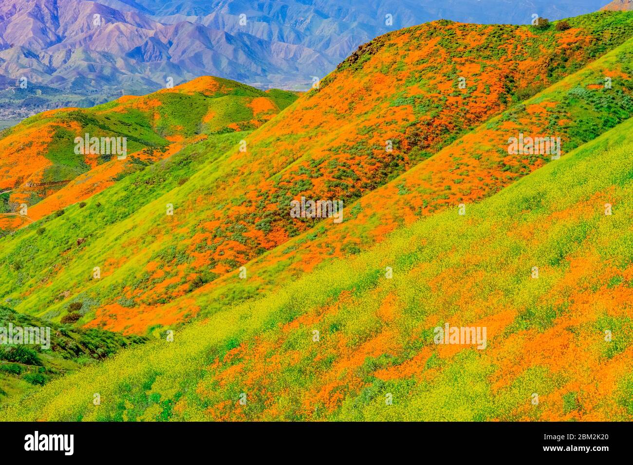 Las amapolas de Mustard Amarillo y California dan vida a las laderas del condado de Riverside, en California, en un color brillante. Foto de stock