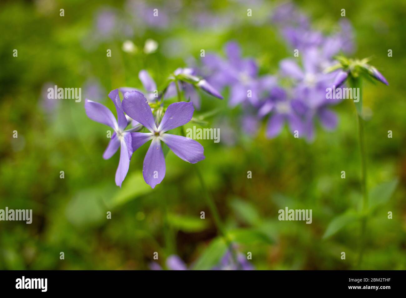 Flores violetas en el bosque. Primer plano de las flores silvestres pequeñas del púrpura que crecen en el césped de primavera. Fondo floral natural Foto de stock