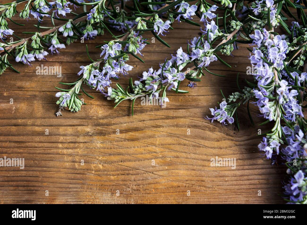 Planta de romero en flor en una mesa con espacio de copia Foto de stock
