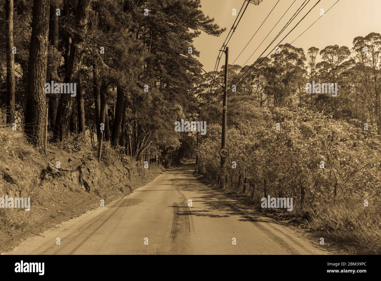 Conducir por la carretera rodeada de árboles, en tono sepia. Esta imagen también es buena para ser utilizada como fondo para los presentaions, también. Foto de stock