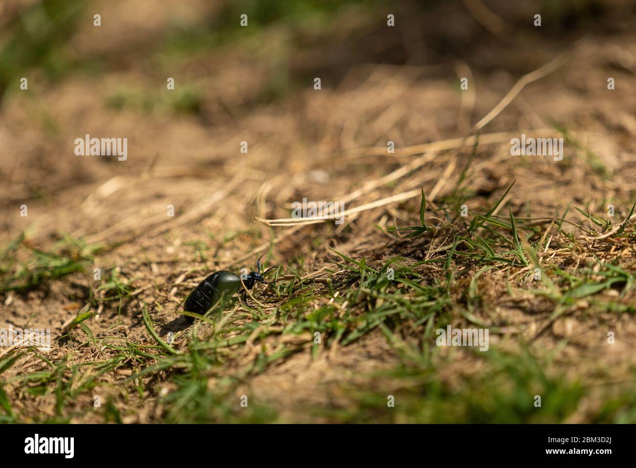 Viajar en el Gran Beetle Negro en el Piso del Bosque Foto de stock